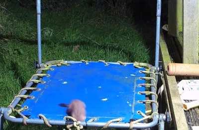 Stoat discovers a trampoline