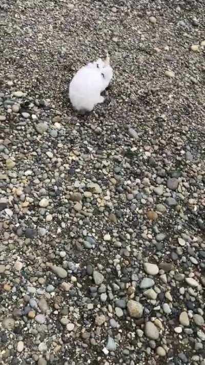 First day at the beach!