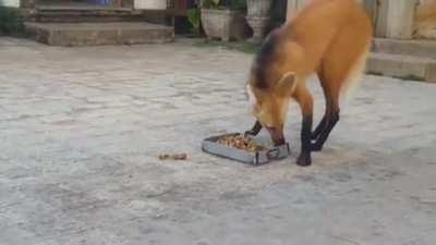 A very shy maned wolf stopping for a visit at a monastery in Brazil for a bite to eat provided by monks. Because of their super long legs, they walk more like giraffes than typical canines. Maned wolves pose no threat to humans.