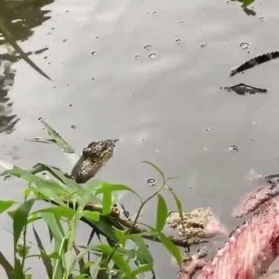 Crocodilians use a maneuver called the &quot;death roll&quot; to tear off chunks of flesh.