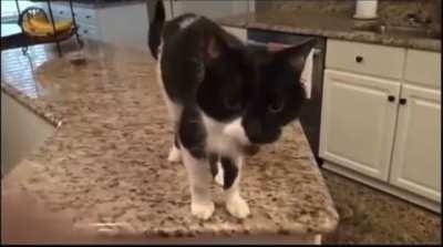 Cat with laryngeal paralysis has a super deep meow