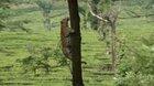 🔥 leopard leaps from one tree to another 🔥