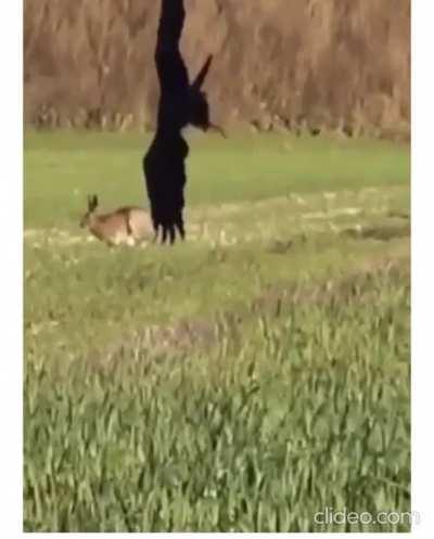 A Hare outmaneuvers an Eagle