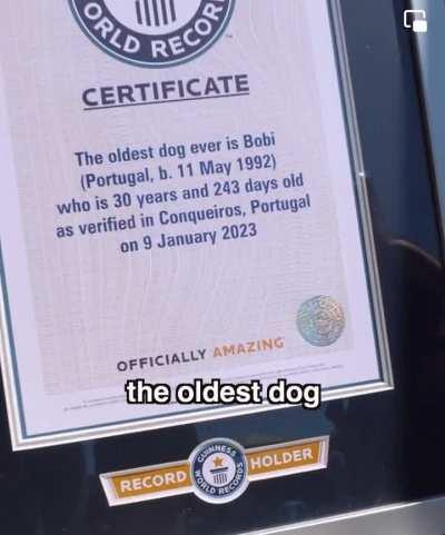 Meet Bobi - The oldest dog on record at 31 years old.