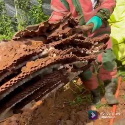 Underground Hornet nest