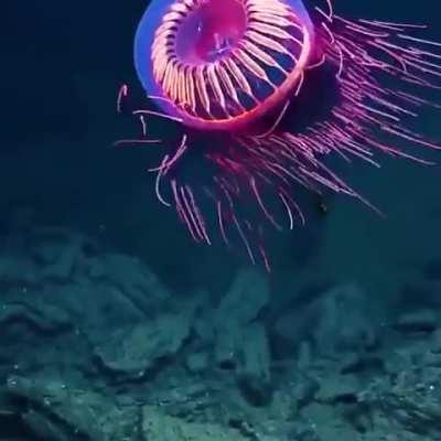 🔥 The stunning colors of the Halitrephes Maasi, a type of jellyfish.