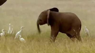 Baby elephant getting into the swing of things!