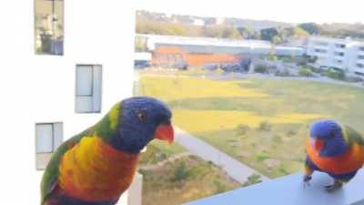 Every Morning is Lorikeet Party Time!