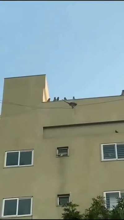 Monkeys using cables to slide down from top of building