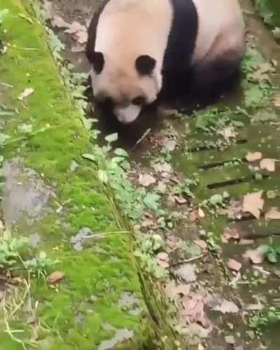 A panda rolling downhill to save energy