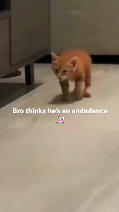 cat ambulance