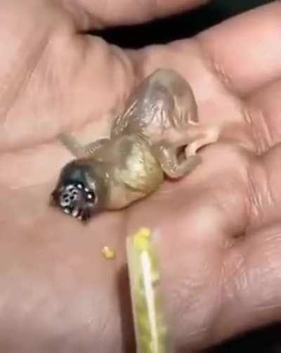 🔥 This Gouldian Finch chick