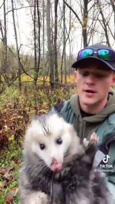 Guy Goes For A Walk And Comes Upon A Opossum And Shares Facts