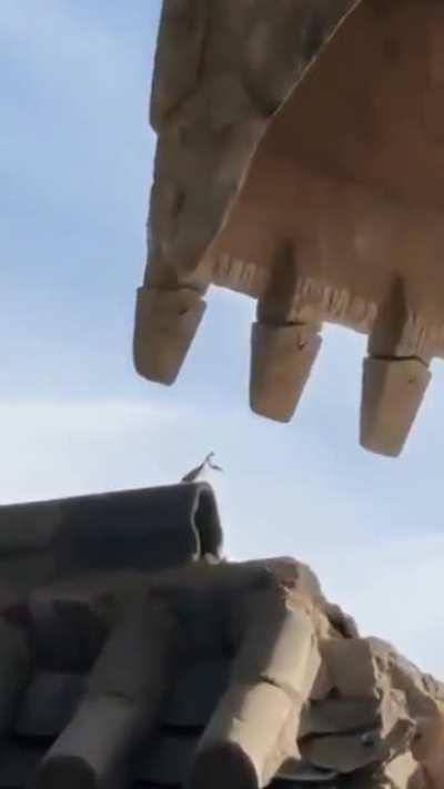 Praying mantis standing up to bulldozer