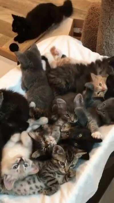 It’s a cuddle puddle of kittens!