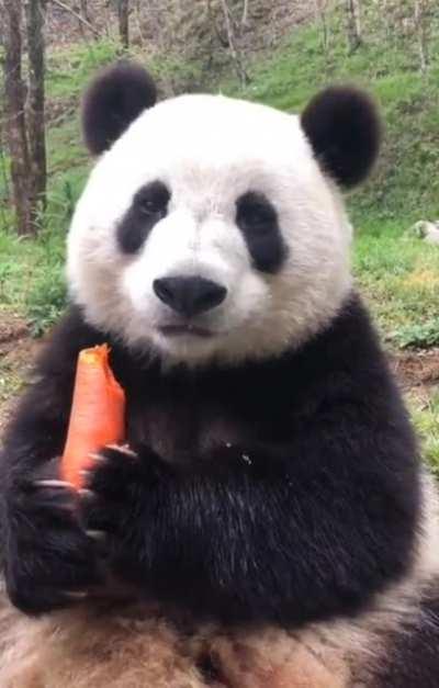 Hungry panda hears a sound, but can't resist chomping on the carrot