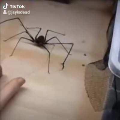 Spider with hands