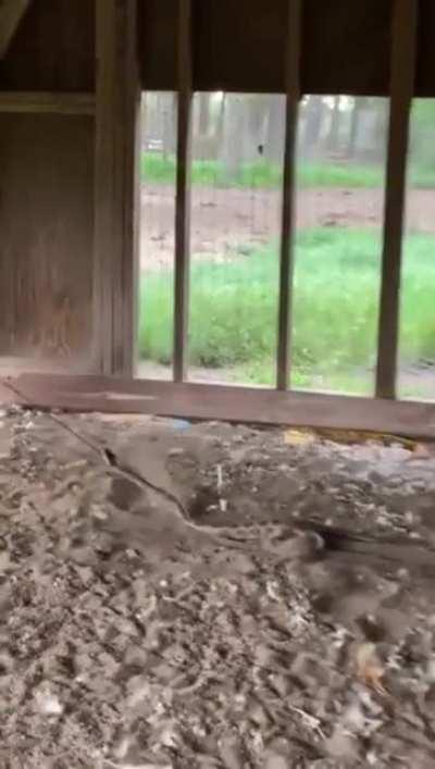 getting a snake out of a chicken coop