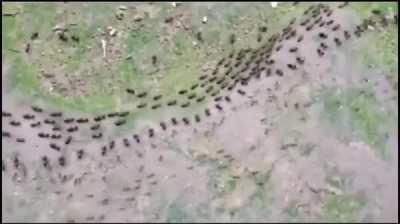 Truce between termites(top) and ants(bottom) with each sides having their own line of guard.