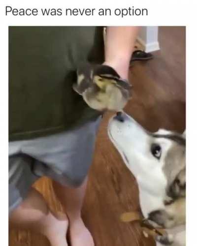 Duck takes on this stupid dog