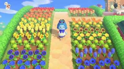 I restarted my island a couple months ago and just finished my rainbow/every flower garden!