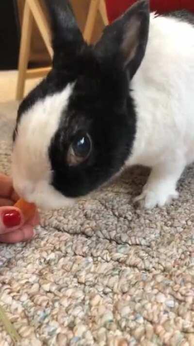 This is Bun Bun, and he really loves carrots! Even though he could eat a bag of them, he shouldn’t eat more than a few bites at a time due to their high sugar content. Rabbits need a high fiber diet that is low in carbs to maintain a healthy digestive sys