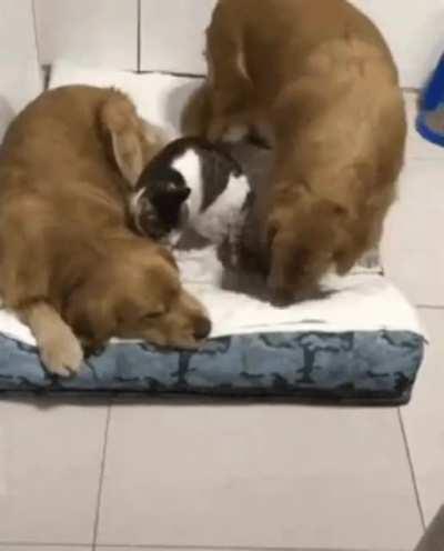 The way these dogs arrange themselves to sleep with the cat