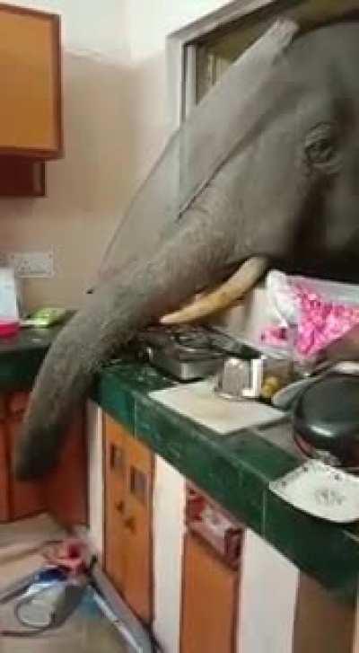 Elephant looking for food in the army barracks, Assam, India.