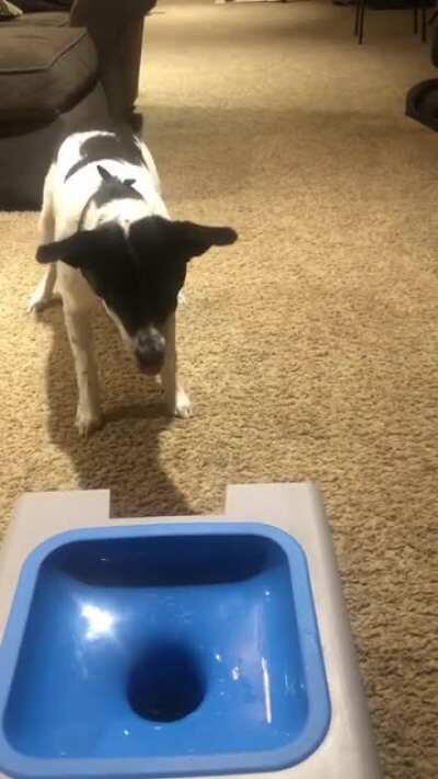 Excited Tippy Taps for her new toy! 😍😍