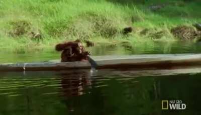 🔥 just an Orangutan rowing a boat