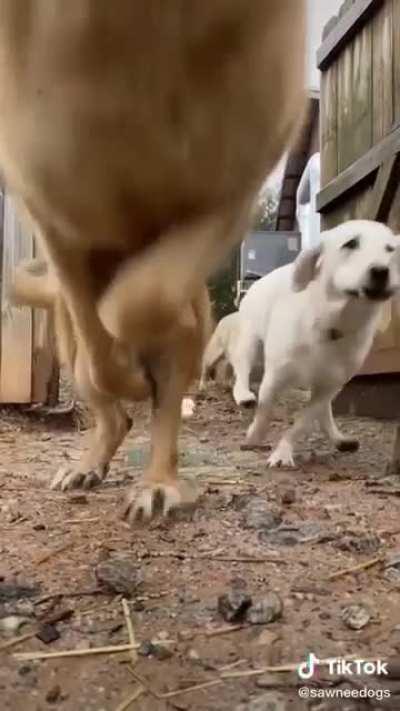 Dogs in slow motion