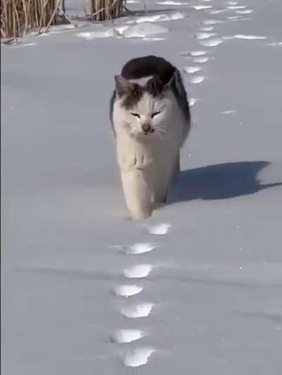 Cat retracing steps is quite oddly satisfying 