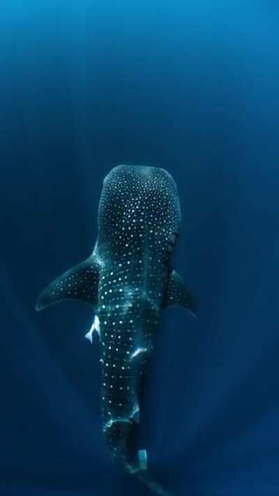 The Whale Shark, the largest known extant fish species and the largest living nonmammalian vertebrate.