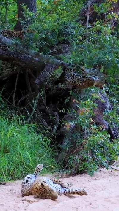 🔥 Leopard Cub Shenanigans 🔥