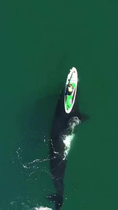 Playful Southern Right Whale in Puerto Madryn, Argentina