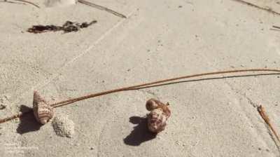 Helping homeless hermit crab find a new shell