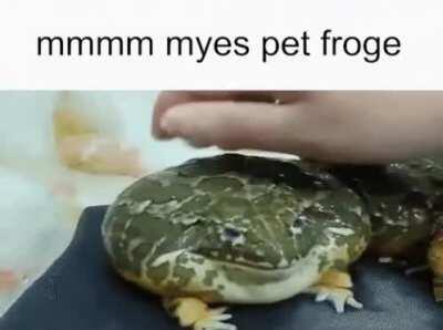 r/CultOfFrogs