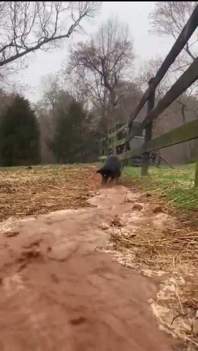 Irrigation Dog