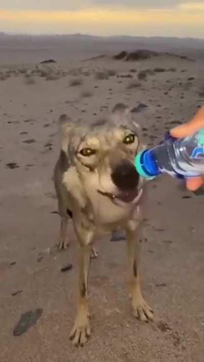 Man helps a thirsty wolf in the desert