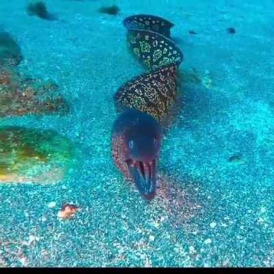 When it swims on the reef and has two sets of teeth that’s A-MORAY!