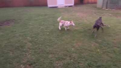 Two year old greyhound vs six month old husky