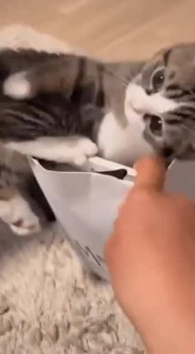 kitten giving herself as a gift