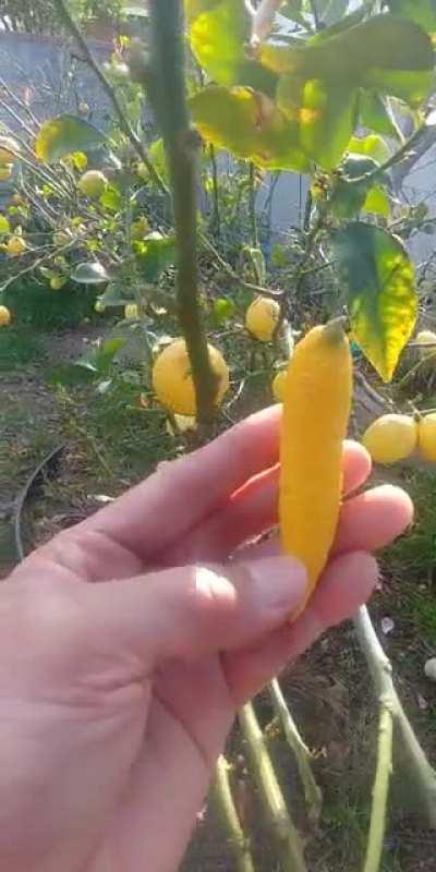 The shape of one lemon in my backyard