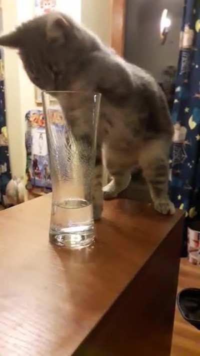 My sister sent me a video of our cat drinking elderberry juice