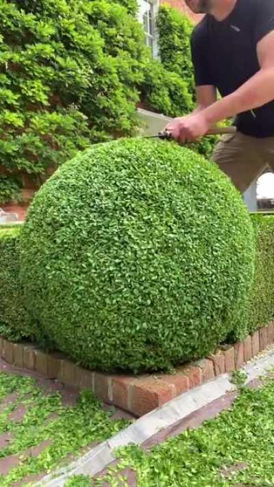 The way this guy clips a boxwood topiary into a satisfying sphere