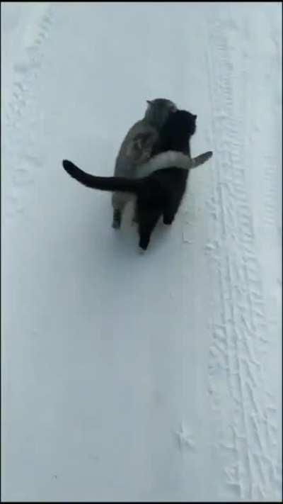 The black cat is blind and The other one goes everywhere with him to show the way.