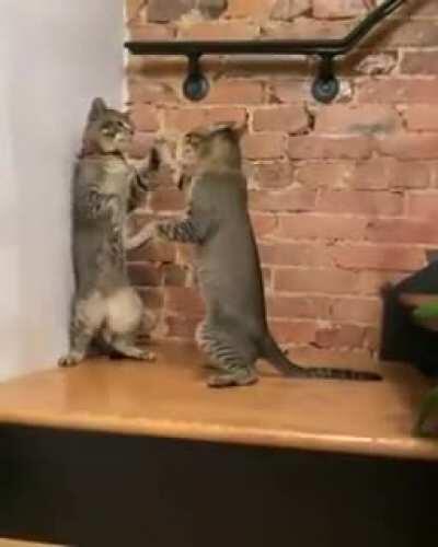 Two Cats Attack Each Other And Move Their Paws In Sync