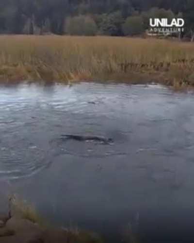 Throwing a log into a whirlpool