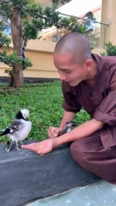 Monk feeding and being kind to a bird