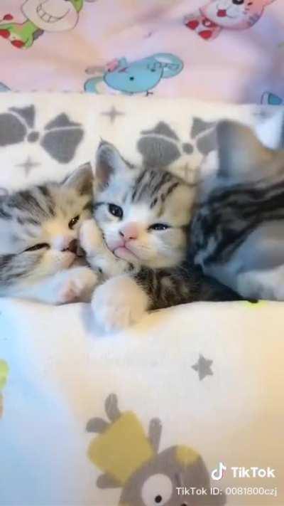 Time to sleep little kitties